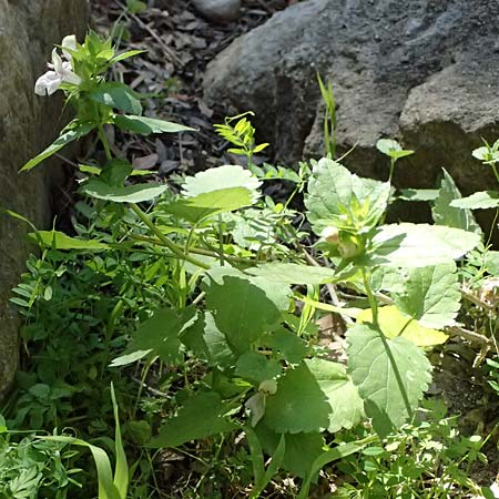 Prasium majus \ Groer Klippenziest / Great Hedge Nettle, Zypern/Cyprus Avakas Gorge 22.3.2025