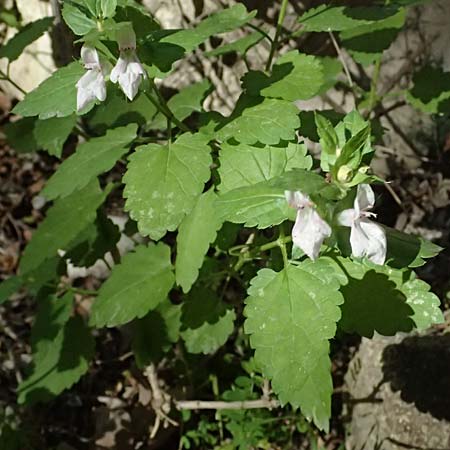 Prasium majus \ Groer Klippenziest / Great Hedge Nettle, Zypern/Cyprus Avakas Gorge 22.3.2025