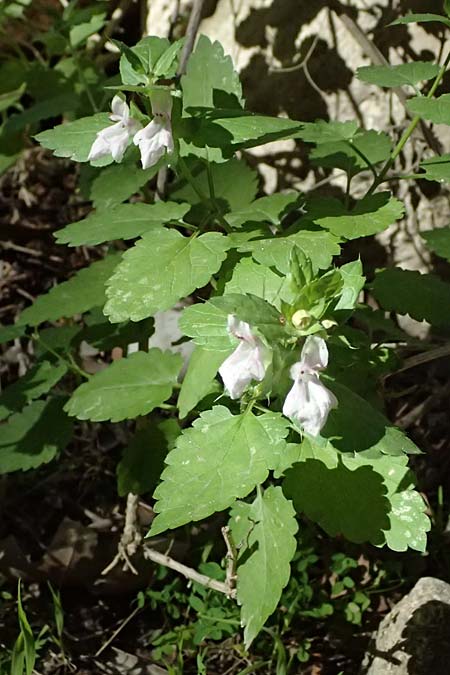Prasium majus \ Groer Klippenziest / Great Hedge Nettle, Zypern/Cyprus Avakas Gorge 22.3.2025