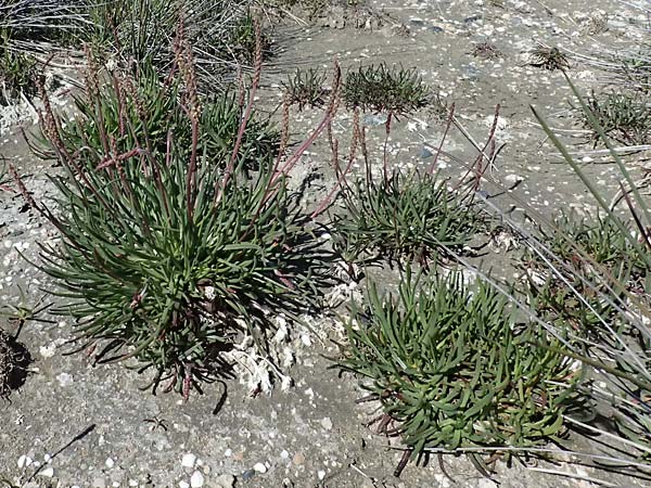 Plantago maritima subsp. crassifolia \ Strand-Wegerich / Sea Plantain, Zypern/Cyprus Akrotiri 23.3.2025