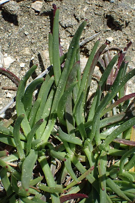 Plantago maritima subsp. crassifolia \ Strand-Wegerich / Sea Plantain, Zypern/Cyprus Akrotiri 23.3.2025