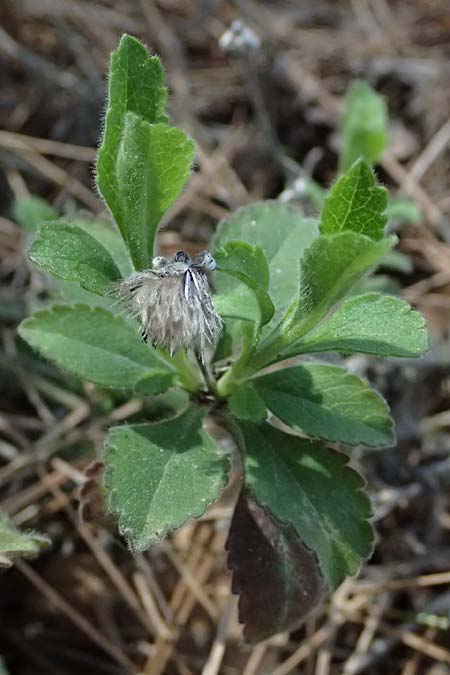Pterocephalus multiflorus subsp. multiflorus \ Vielbl&uuml;tiger Fl�gelkopf / Multi-Flowered Scabious, Zypern/Cyprus Troodos 24.3.2025