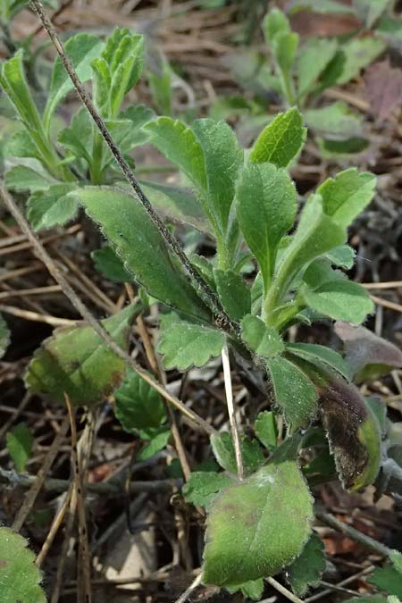 Pterocephalus multiflorus subsp. multiflorus \ Vielbl&uuml;tiger Fl�gelkopf / Multi-Flowered Scabious, Zypern/Cyprus Troodos 24.3.2025
