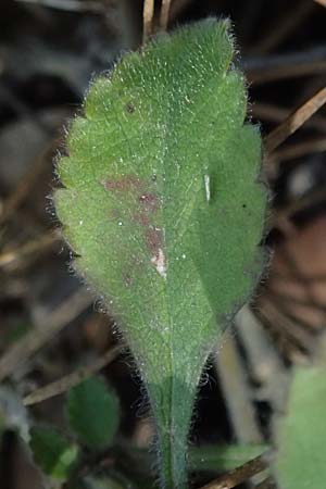 Pterocephalus multiflorus subsp. multiflorus \ Vielbl&uuml;tiger Fl�gelkopf / Multi-Flowered Scabious, Zypern/Cyprus Troodos 24.3.2025