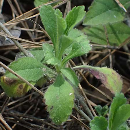Pterocephalus multiflorus subsp. multiflorus \ Vielbl&uuml;tiger Fl�gelkopf / Multi-Flowered Scabious, Zypern/Cyprus Troodos 24.3.2025