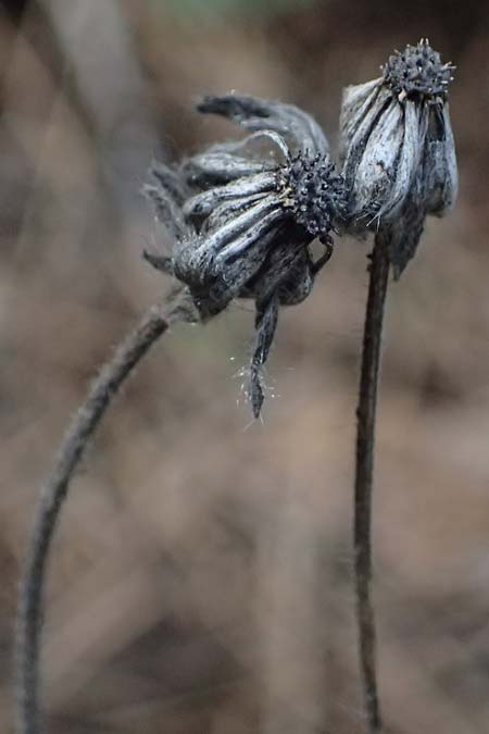 Pterocephalus multiflorus subsp. multiflorus \ Vielbl&uuml;tiger Fl�gelkopf / Multi-Flowered Scabious, Zypern/Cyprus Troodos 24.3.2025
