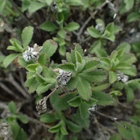 Pterocephalus multiflorus subsp. multiflorus \ Vielbl&uuml;tiger Fl�gelkopf / Multi-Flowered Scabious, Zypern/Cyprus Troodos 24.3.2025
