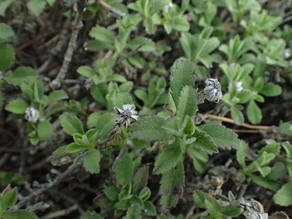 Pterocephalus multiflorus subsp. multiflorus \ Vielbl&uuml;tiger Fl�gelkopf / Multi-Flowered Scabious, Zypern/Cyprus Troodos 24.3.2025