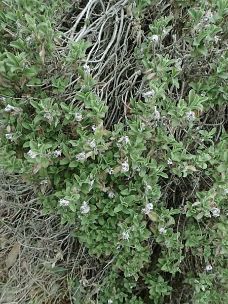 Pterocephalus multiflorus subsp. multiflorus \ Vielbl&uuml;tiger Fl�gelkopf / Multi-Flowered Scabious, Zypern/Cyprus Madari 26.3.2025