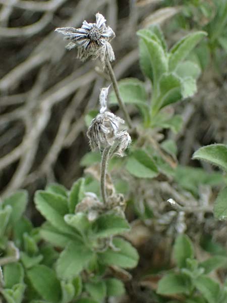 Pterocephalus multiflorus subsp. multiflorus \ Vielbl&uuml;tiger Fl�gelkopf / Multi-Flowered Scabious, Zypern/Cyprus Madari 26.3.2025