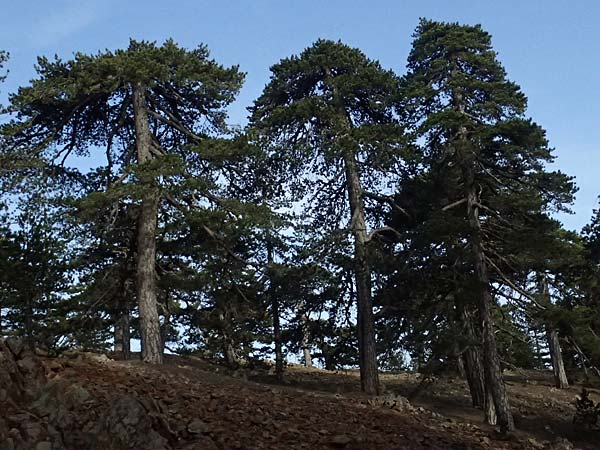 Pinus nigra subsp. pallasiana \ Krim-Kiefer / Crimea Pine, Zypern/Cyprus Troodos 24.3.2025