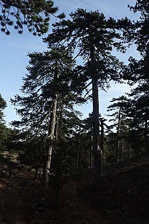 Pinus nigra subsp. pallasiana \ Krim-Kiefer / Crimea Pine, Zypern/Cyprus Troodos 24.3.2025