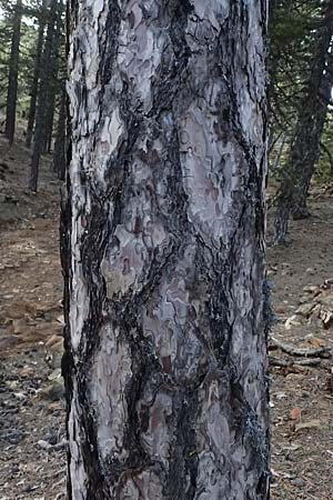 Pinus nigra subsp. pallasiana \ Krim-Kiefer / Crimea Pine, Zypern/Cyprus Troodos 24.3.2025