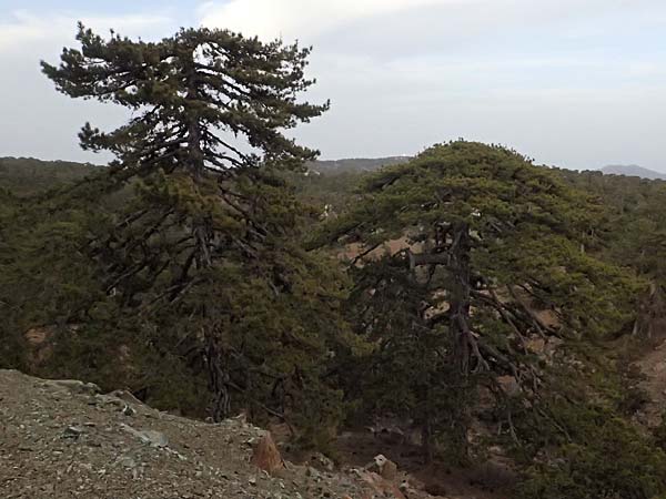 Pinus nigra subsp. pallasiana \ Krim-Kiefer / Crimea Pine, Zypern/Cyprus Troodos 24.3.2025