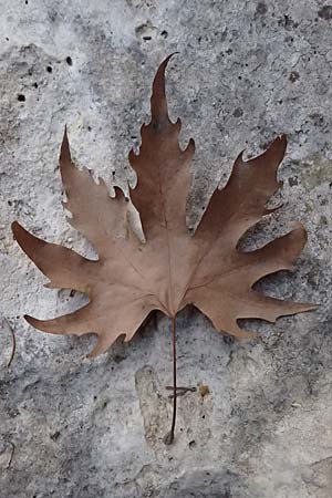 Platanus orientalis \ Orientalische Platane / Oriental Plane-Tree, Zypern/Cyprus Avakas Gorge 22.3.2025