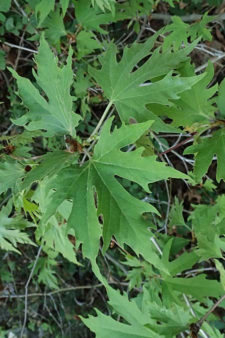 Platanus orientalis \ Orientalische Platane / Oriental Plane-Tree, Zypern/Cyprus Avakas Gorge 22.3.2025