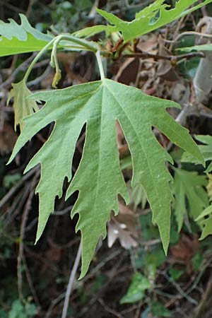 Platanus orientalis \ Orientalische Platane / Oriental Plane-Tree, Zypern/Cyprus Avakas Gorge 22.3.2025