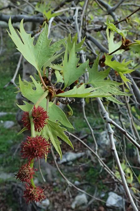 Platanus orientalis \ Orientalische Platane / Oriental Plane-Tree, Zypern/Cyprus Avakas Gorge 22.3.2025