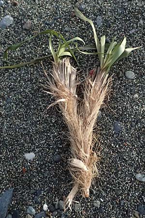Posidonia oceanica \ Neptun-Gras / Seagrass, Zypern/Cyprus Governor's Beach 25.3.2025