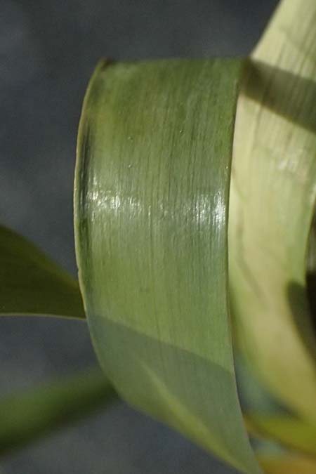 Posidonia oceanica \ Neptun-Gras / Seagrass, Zypern/Cyprus Governor's Beach 25.3.2025