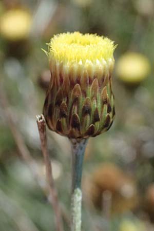 Phagnalon rupestre \ Gew�hnliche Steinimmortelle, Zypern Akrotiri 23.3.2025