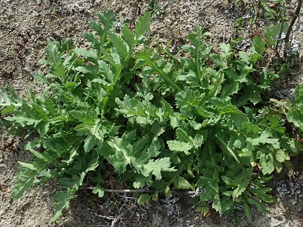 Papaver setigerum \ Borsten-Mohn / Dwarf Breadseed Poppy, Zypern/Cyprus Xyliatos 26.3.2025