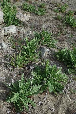 Papaver setigerum \ Borsten-Mohn / Dwarf Breadseed Poppy, Zypern/Cyprus Xyliatos 26.3.2025
