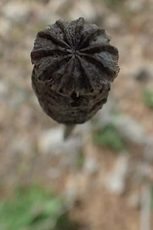 Papaver setigerum \ Borsten-Mohn / Dwarf Breadseed Poppy, Zypern/Cyprus Xyliatos 26.3.2025