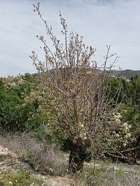 Pyrus syriaca \ Syrische Birne / Syrian Pear, Zypern/Cyprus Prov.  Paphos,  Episkopi 31.3.2025