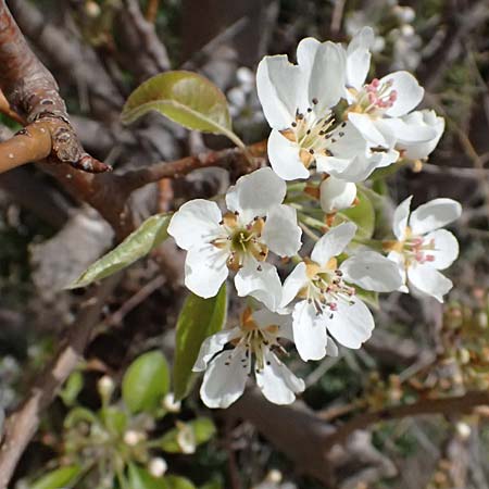 Pyrus syriaca \ Syrische Birne / Syrian Pear, Zypern/Cyprus Prov.  Paphos,  Episkopi 31.3.2025