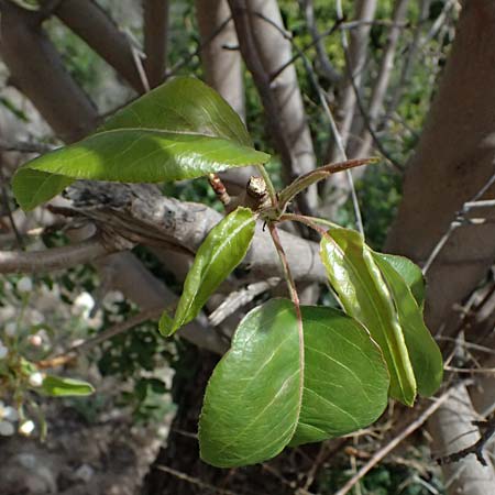 Pyrus syriaca \ Syrische Birne / Syrian Pear, Zypern/Cyprus Prov.  Paphos,  Episkopi 31.3.2025