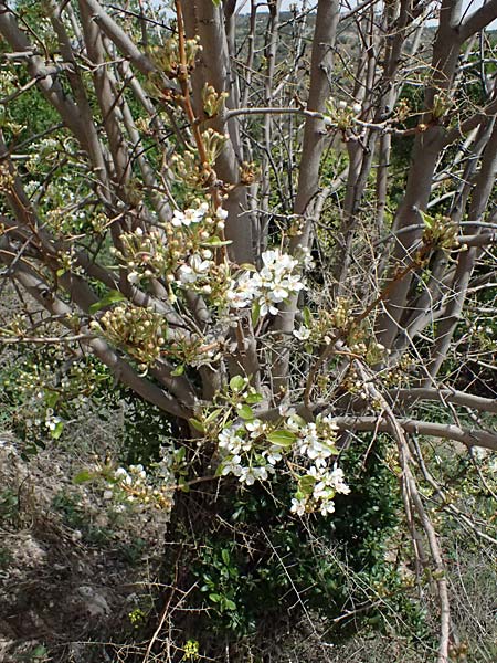 Pyrus syriaca \ Syrische Birne / Syrian Pear, Zypern/Cyprus Prov.  Paphos,  Episkopi 31.3.2025