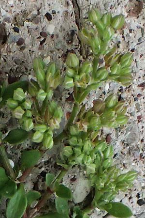 Polycarpon tetraphyllum \ Vierblttriges Nagelkraut / Four-Leaved Allseed, Zypern/Cyprus Asprokremmos Dam 1.4.2025