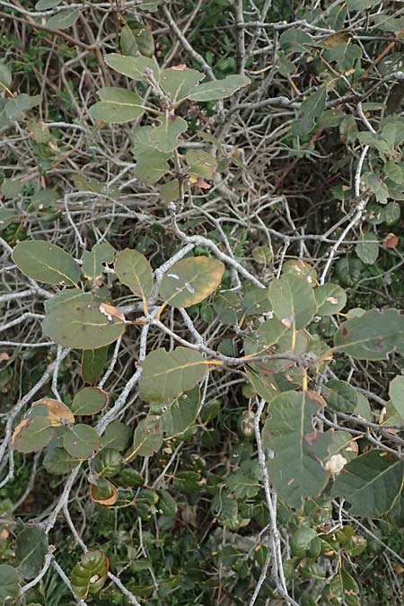 Quercus alnifolia \ Erlenbl&auml;ttrige Eiche, Gold-Eiche / Alder-Leaved Oak, Zypern/Cyprus Madari 26.3.2025