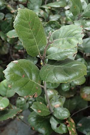 Quercus alnifolia \ Erlenbl&auml;ttrige Eiche, Gold-Eiche / Alder-Leaved Oak, Zypern/Cyprus Madari 26.3.2025