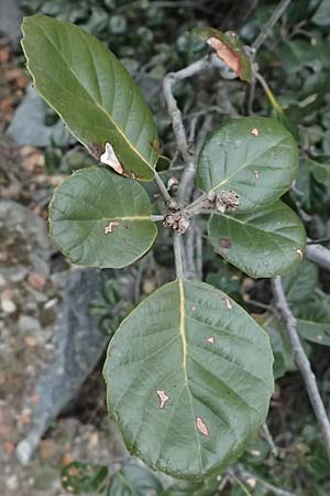 Quercus alnifolia \ Erlenbl&auml;ttrige Eiche, Gold-Eiche / Alder-Leaved Oak, Zypern/Cyprus Madari 26.3.2025