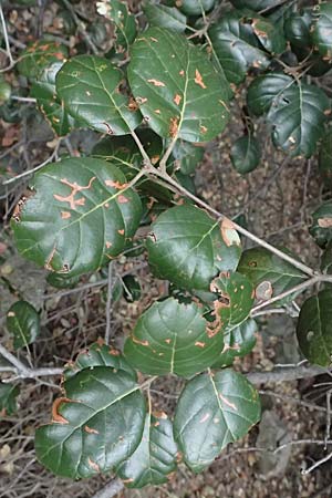 Quercus alnifolia \ Erlenbl&auml;ttrige Eiche, Gold-Eiche / Alder-Leaved Oak, Zypern/Cyprus Madari 26.3.2025