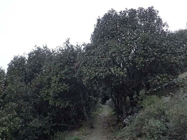 Quercus alnifolia \ Erlenbl&auml;ttrige Eiche, Gold-Eiche / Alder-Leaved Oak, Zypern/Cyprus Madari 26.3.2025