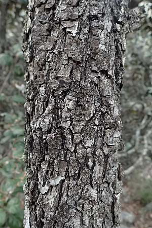 Quercus alnifolia \ Erlenbl&auml;ttrige Eiche, Gold-Eiche / Alder-Leaved Oak, Zypern/Cyprus Madari 26.3.2025