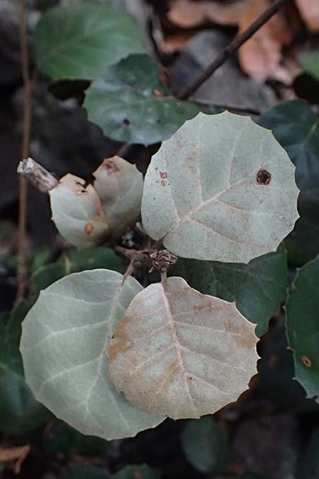 Quercus alnifolia \ Erlenbl&auml;ttrige Eiche, Gold-Eiche / Alder-Leaved Oak, Zypern/Cyprus Madari 26.3.2025