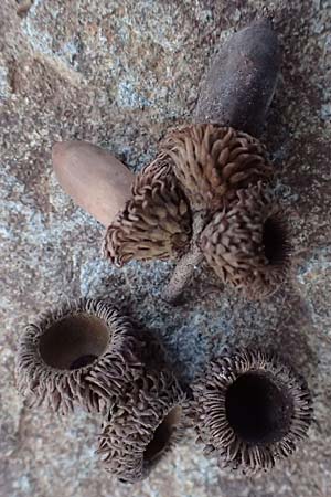 Quercus alnifolia \ Erlenbl&auml;ttrige Eiche, Gold-Eiche / Alder-Leaved Oak, Zypern/Cyprus Madari 26.3.2025