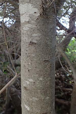 Quercus coccifera \ Kermes-Eiche, Stech-Eiche / Kermes Oak, Zypern/Cyprus Prov. Paphos, Episkopi 31.3.2025