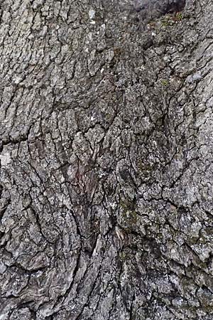 Quercus ithaburensis subsp. ithaburensis \ Tabor-Eiche / Mount Tabor Oak, Zypern/Cyprus Lagoudera 26.3.2025
