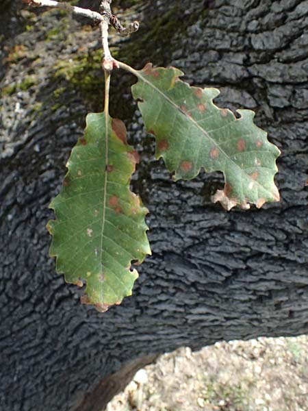 Quercus ithaburensis subsp. ithaburensis \ Tabor-Eiche / Mount Tabor Oak, Zypern/Cyprus Lagoudera 26.3.2025