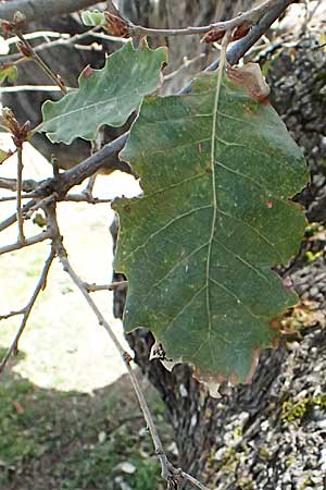 Quercus ithaburensis subsp. ithaburensis \ Tabor-Eiche / Mount Tabor Oak, Zypern/Cyprus Lagoudera 26.3.2025