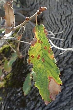 Quercus ithaburensis subsp. ithaburensis \ Tabor-Eiche / Mount Tabor Oak, Zypern/Cyprus Lagoudera 26.3.2025
