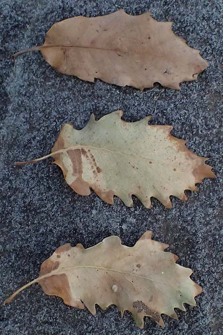 Quercus ithaburensis subsp. ithaburensis \ Tabor-Eiche / Mount Tabor Oak, Zypern/Cyprus Lagoudera 26.3.2025