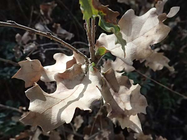Quercus ithaburensis subsp. ithaburensis \ Tabor-Eiche / Mount Tabor Oak, Zypern/Cyprus Lagoudera 26.3.2025