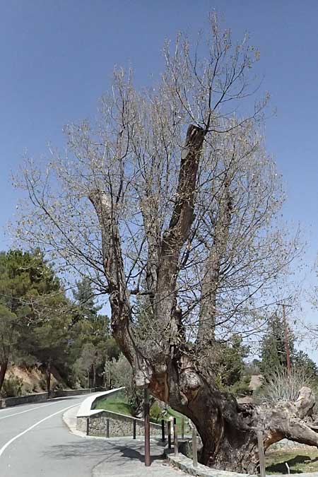 Quercus ithaburensis subsp. ithaburensis \ Tabor-Eiche / Mount Tabor Oak, Zypern/Cyprus Lagoudera 26.3.2025