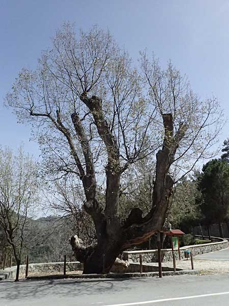 Quercus ithaburensis subsp. ithaburensis \ Tabor-Eiche / Mount Tabor Oak, Zypern/Cyprus Lagoudera 26.3.2025